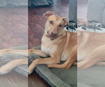Small #7 American Pit Bull Terrier-Labrador Retriever Mix