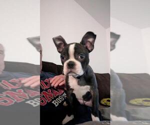 Boston Terrier Puppy for sale in HAYDEN, CO, USA