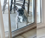Small Photo #1 French Bulldog Puppy For Sale in ALTA LOMA, CA, USA