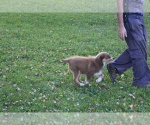 Australian Shepherd Puppy for sale in SEARS, MI, USA
