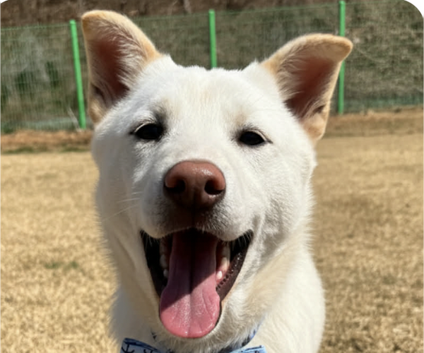 Medium Photo #1 Mutt Puppy For Sale in San Ramon, CA, USA