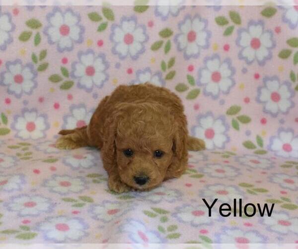 Medium Photo #6 Goldendoodle (Miniature) Puppy For Sale in LIBERTY, NC, USA