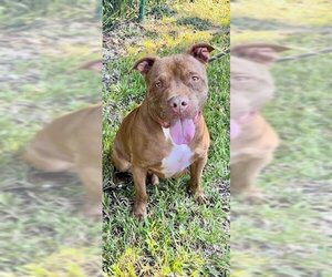 Brady - Male American Pit Bull Terrier Dog for Adoption - Photo #2