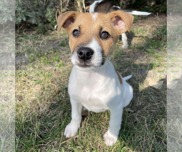 Medium Photo #6 Huskies -Jack Russell Terrier Mix Puppy For Sale in Fargo, ND, USA