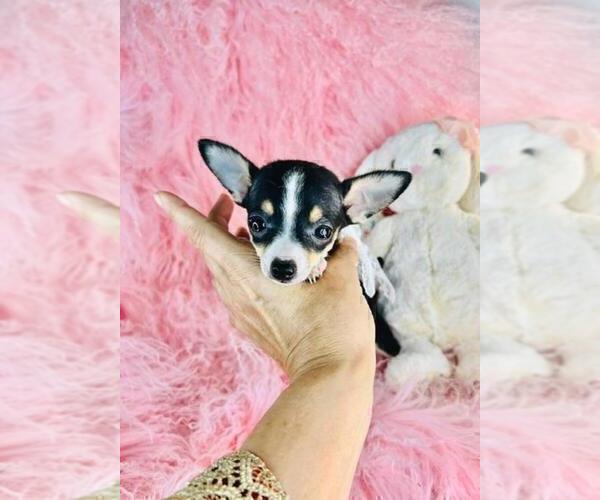 Medium Photo #18 Chihuahua Puppy For Sale in NEW YORK, NY, USA