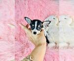 Small #17 Chihuahua