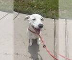 Small #1 Labrador Retriever Mix