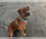 Small #3 Labrador Retriever Mix