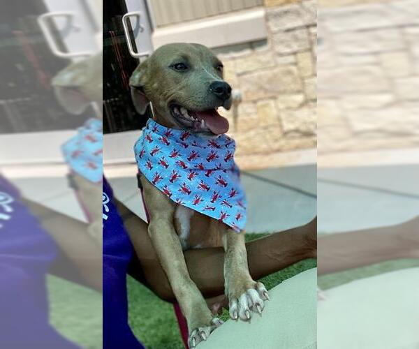 Medium Photo #2 American Pit Bull Terrier Puppy For Sale in Baytown, TX, USA