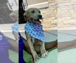 Small #1 American Pit Bull Terrier