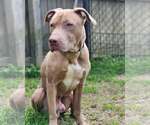 Small #2 Labrador Retriever Mix