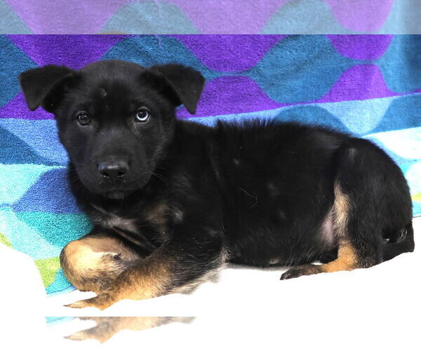 Medium Photo #1 Shepradors Puppy For Sale in Princeton, MN, USA