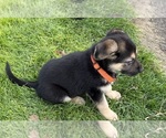 Small #4 German Shepherd Dog