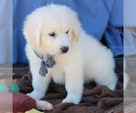 Small Great Pyrenees Mix