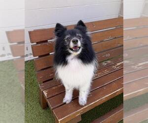 Pomeranian-Unknown Mix Dogs for adoption in Dedham, MA, USA