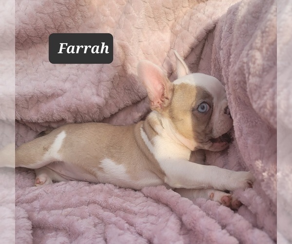 Medium Photo #4 Faux Frenchbo Bulldog Puppy For Sale in POMEROY, OH, USA