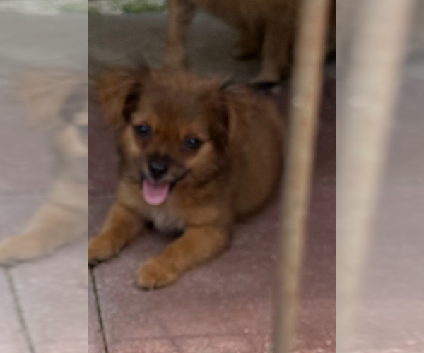 Medium Photo #1 ShiChi Puppy For Sale in SPRING HILL, FL, USA