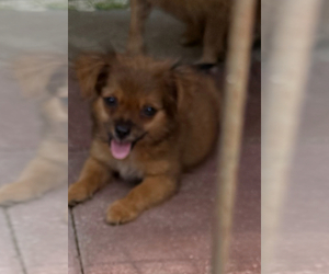 ShiChi Puppy for sale in SPRING HILL, FL, USA