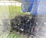 Small Photo #4 Gollie Puppy For Sale in OSKALOOSA, IA, USA