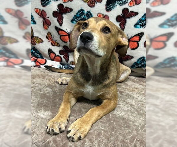 Medium Photo #7 Mutt Puppy For Sale in Wetumpka, AL, USA