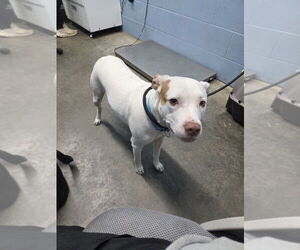 Mutt Dogs for adoption in Evansville, IN, USA