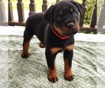 Small Photo #3 Rottweiler Puppy For Sale in TABLE GROVE, IL, USA