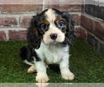 Small #7 Cavalier King Charles Spaniel