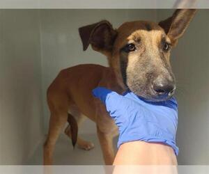 German Shepherd Dog-Unknown Mix Dogs for adoption in Houston, TX, USA