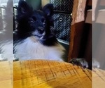 Small Photo #3 Pomsky Puppy For Sale in EUFAULA, OK, USA