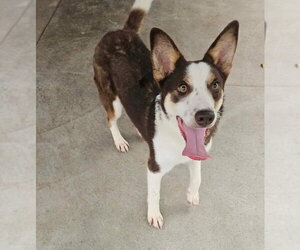 Australian Kelpie-Australian Shepherd Mix Dogs for adoption in Claremore, OK, USA