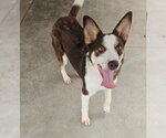 Small Australian Kelpie-Australian Shepherd Mix