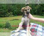 Small #5 German Shepherd Dog