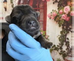 Small German Shepherd Dog