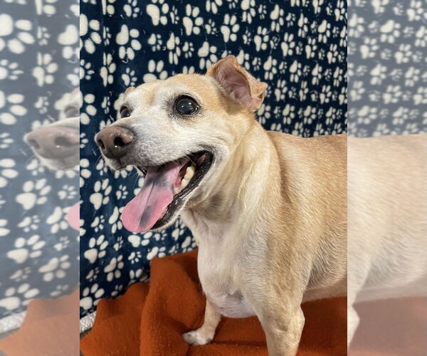 Medium Photo #2 Chihuahua-Unknown Mix Puppy For Sale in oakland, FL, USA