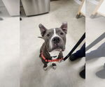 Small American Bulldog Mix