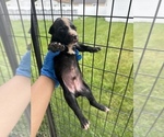 Small #2 American Pit Bull Terrier