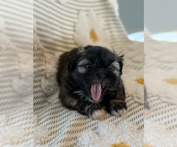 Medium Photo #25 Poodle (Miniature)-Zuchon Mix Puppy For Sale in HTFD, CT, USA