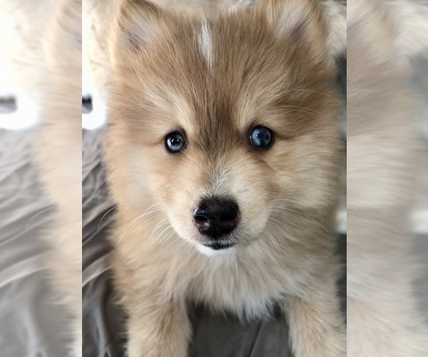 Medium Photo #8 Pomsky Puppy For Sale in WOODSTOCK, CT, USA