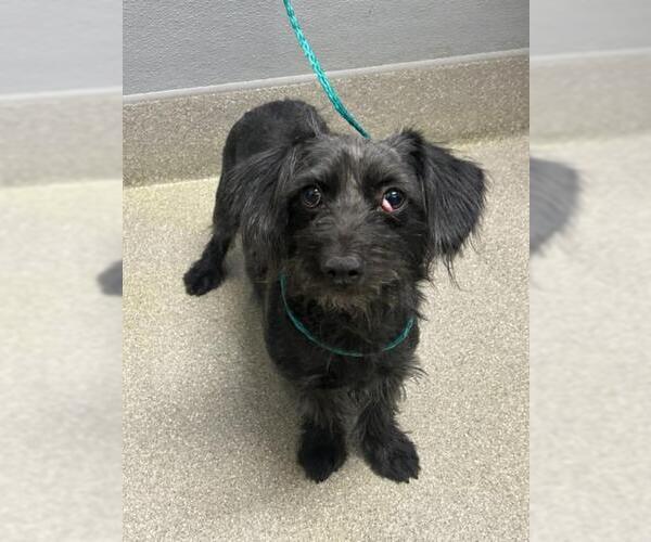 Medium Photo #1 Miniature Schnauzer-Unknown Mix Puppy For Sale in Las Vegas, NV, USA