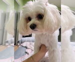 Small #7 Cavapoo