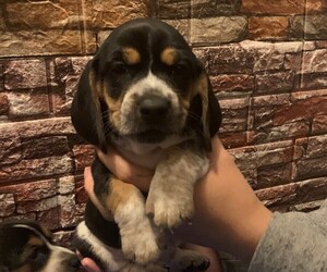 Beagle Puppy for sale in BAMBERG, SC, USA