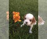 Small Photo #5 Cavalier King Charles Spaniel Puppy For Sale in EL DORADO SPG, MO, USA