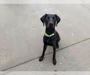 Doberman Pinscher Dogs for adoption in Buffalo, MN, USA