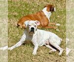 Small Photo #3 Boxer Puppy For Sale in Austin, TX, USA
