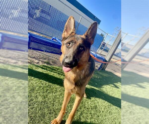 Medium Photo #1 German Shepherd Dog Puppy For Sale in HESPERIA, CA, USA