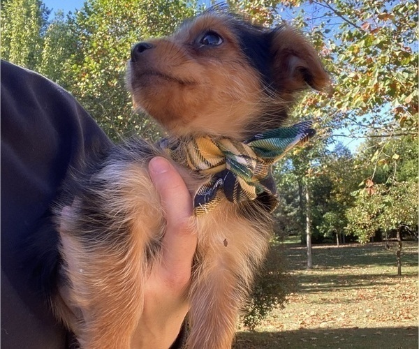 Medium Photo #5 Morkie Puppy For Sale in RICHMOND, MI, USA