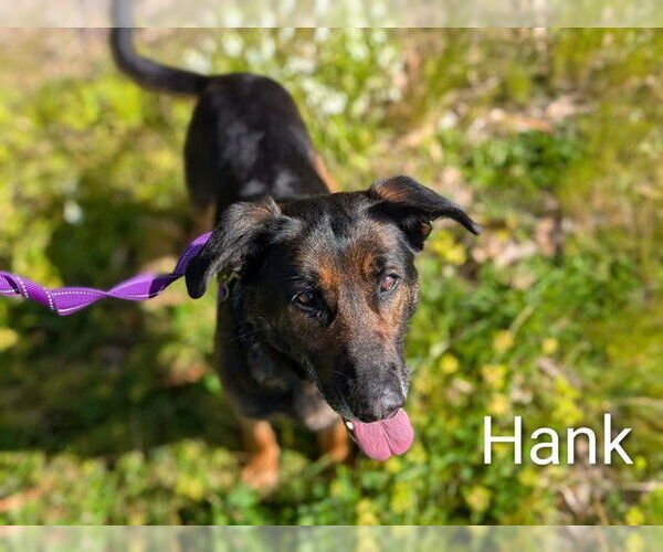 Medium Photo #2 German Shepherd Dog Puppy For Sale in McKinleyville, CA, USA