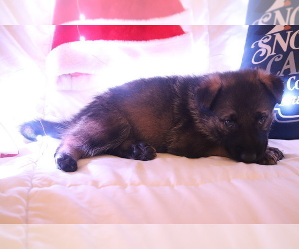 Medium Photo #2 German Shepherd Dog Puppy For Sale in MONTREAL, MO, USA