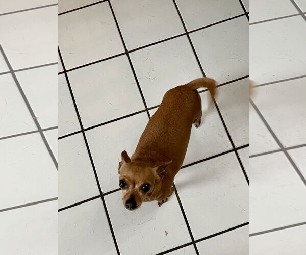 Medium Photo #2 Chihuahua Puppy For Sale in Colton, CA, USA