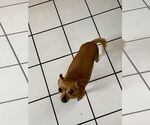 Small #1 Chihuahua